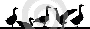 Geese grazing. Scenery Black silhouette. Agricultural farm bird. Object isolated on white background. Vector