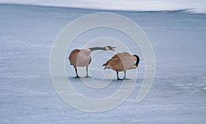 Geese Hanging Out On A Frozen Lake