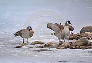 Geese Hanging Out On A Frozen Lake