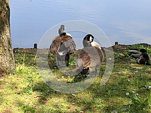 Geese heading towards Bluewater lake