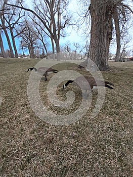 Geese in Holliday Park Cheyenne, Wy photo