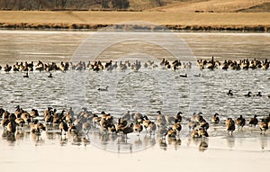 Geese On Ice