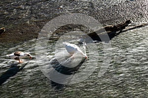 A geese with its head underwater looking for food