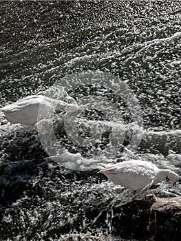 A geese with its head underwater looking for food