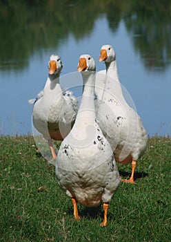 Geese on the lake