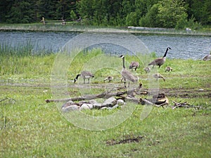 Geese lake camp scenic