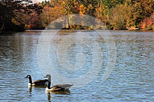 Geese in lake, Fall Foliage