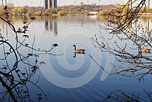Geese on Lake Mendota photo