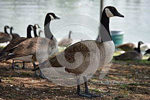 Geese, lake, water, MacArthur Park, Los angeles, photo