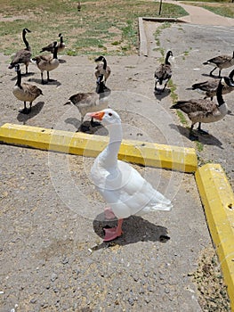 Geese in Lawton Oklahoma photo