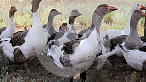 Geese leave the watering place