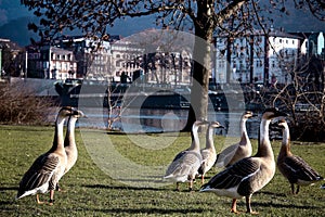 Geese with long white necks.