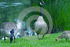 Geese and mallards with ducklings cute