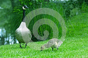 Geese and mallards with ducklings cute