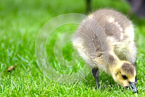 Geese and mallards with ducklings cute