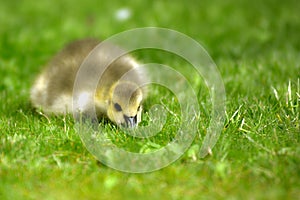 Geese and mallards with ducklings cute