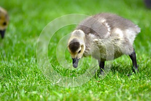 Geese and mallards with ducklings cute