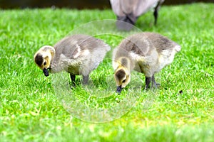 Geese and mallards with ducklings cute