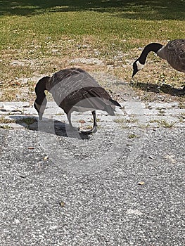 Geese of many portland maine deering oaks