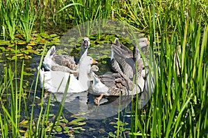 Geese in marshy pond
