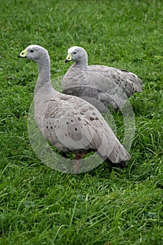 Geese in the meadow.