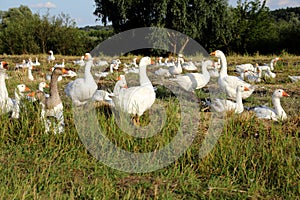 Geese on meadow. White and grey adult geese on meadow.