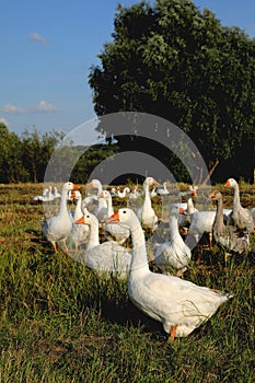 Geese on meadow. White and grey adult geese on meadow.