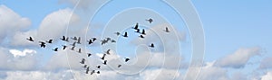 Geese migrate each year,