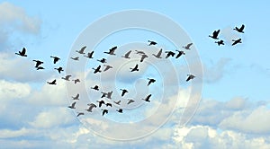 Geese migrate each year,