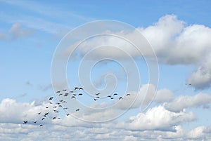 Geese migrate each year,