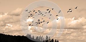 Geese migrate each year, photo