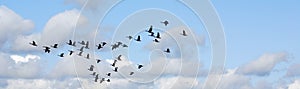 Geese migrate each year, photo