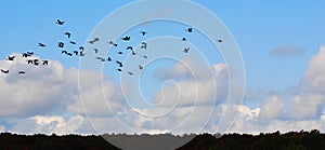 Geese migrate each year, photo