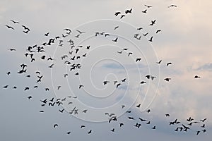 Geese migration, goose flock migrating on sky