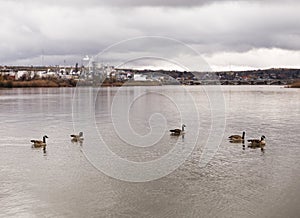 Geese Near Oil Refinery on Missouri River