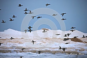Geese on norton shore Muskegon