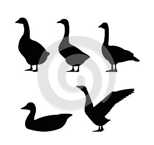 Geese Object set. Scenery silhouette. Agricultural farm bird. Object isolated on white background. Vector