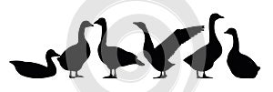 Geese Object set. Scenery silhouette. Agricultural farm bird. Object isolated on white background. Vector