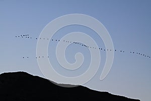 Geese over Dark Hills Migrating in Flight photo