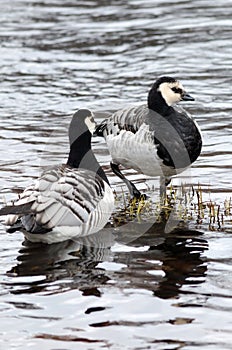 Geese pair in water