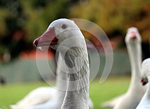 Geese in the park photo