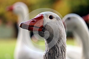 Geese in the park photo