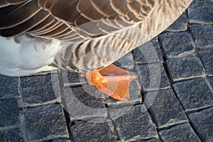 Geese pews. Wild domestic grey geese with orange beak and orange legs