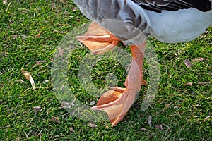 Geese pews. Wild domestic grey geese with orange beak and orange legs