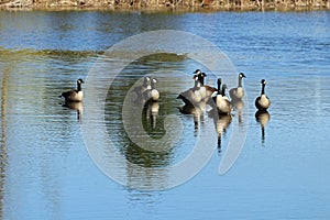 Geese on the pond