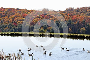 Geese on the pond