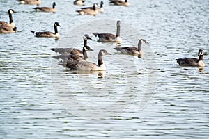 Geese on Pond