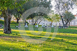 Geese in the Public Garden of Vendas Novas in Evora district, Portugal photo