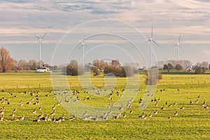 Geese resting on a meadow in front of the Dutch river IJssel near Arnhem, The Netherlands