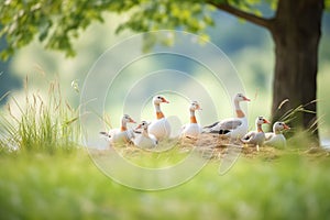 geese resting in shady grass with sparse trees
